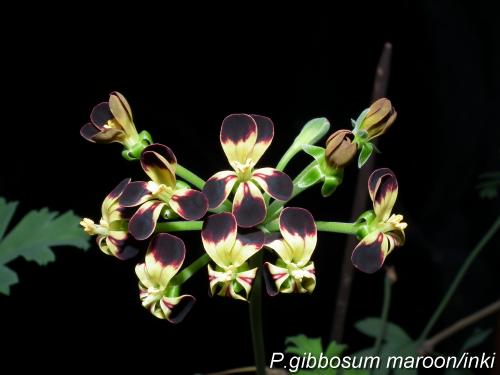 P.gibbosum maroon